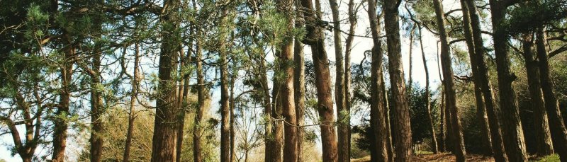 Décryptage de la COP 16 Biodiversité