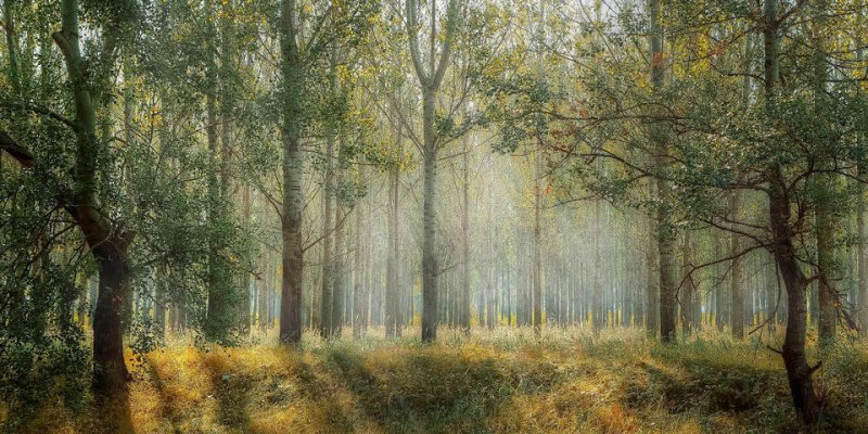 Entreprises et biodiversité : la position CPME